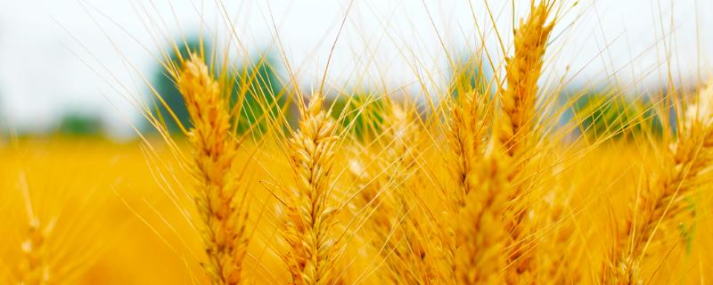 济麦262产量与特点 济麦262品种介绍