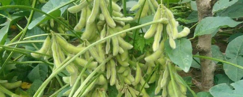 黄豆的种植方法与时间与田间管理 黄豆的种植方法与时间与田间管理方法
