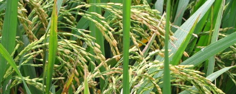 杂交水稻的品种名称 杂交水稻品种有哪些