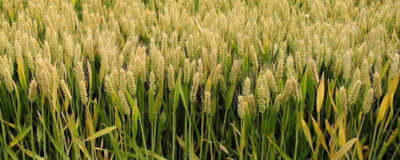 新麦208小麦品种介绍 新新麦26小麦品种介绍