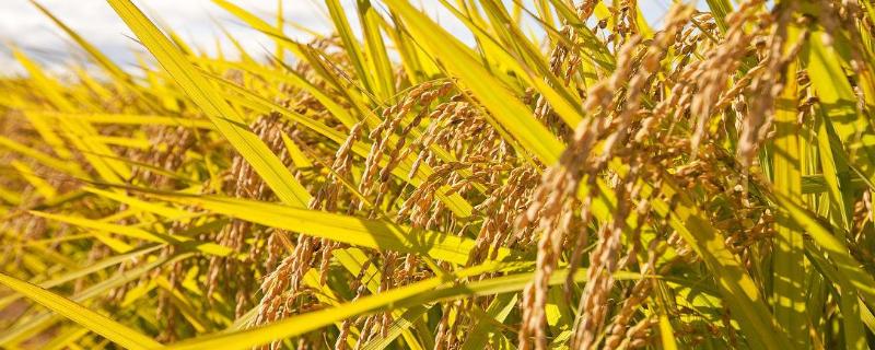水稻移栽后几天可用除草剂，移栽后叶子发黄是怎么回事