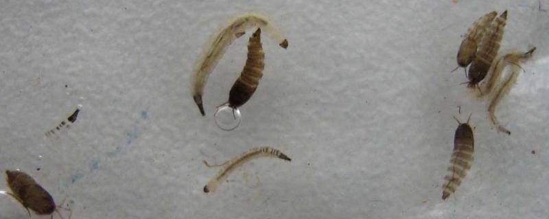 蛾蠓幼虫怎么消灭，是如何产生的 蛾蚋幼虫怎么消灭