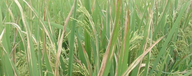 水稻有哪些病虫害，分别如何防治 水稻主要病虫害的发生与防治