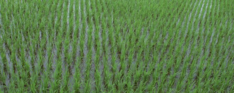 水稻田青苔原因和防治 水稻田有青苔怎么办
