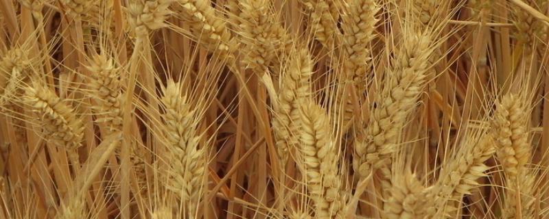 山农40小麦品种介绍 山农40小麦品种简介