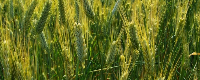 河农6426小麦品种介绍 河农128小麦品种介绍