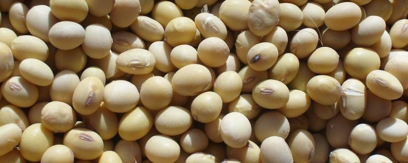 黄豆每亩种多少斤，附种植方法 黄豆每亩种多少斤,附种植方法图片