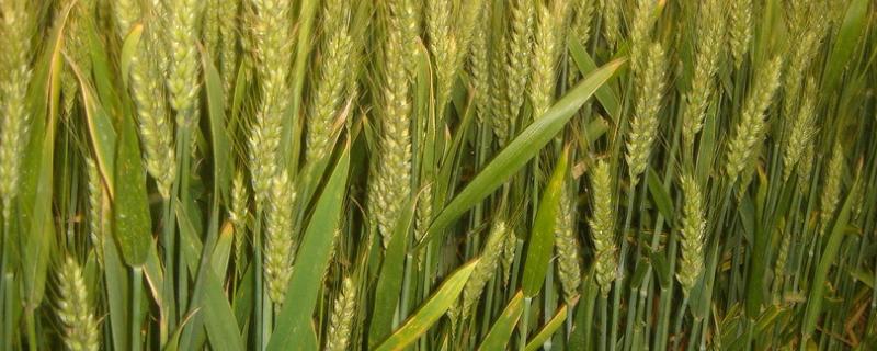 山农28小麦品种的特性 山农28小麦特征及产量，附简介