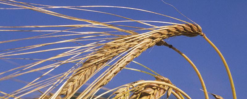 河南优质小麦品种介绍 河南小麦新品种简介