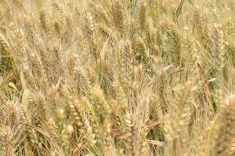 中麦886小麦品种
