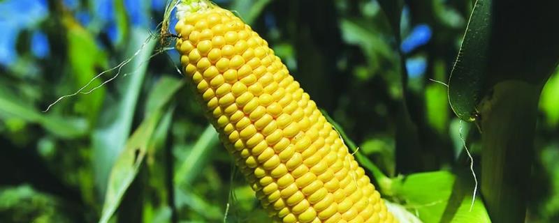 玉米最晚几月份种，播种后多久拔节 玉米最晚什么时候播种
