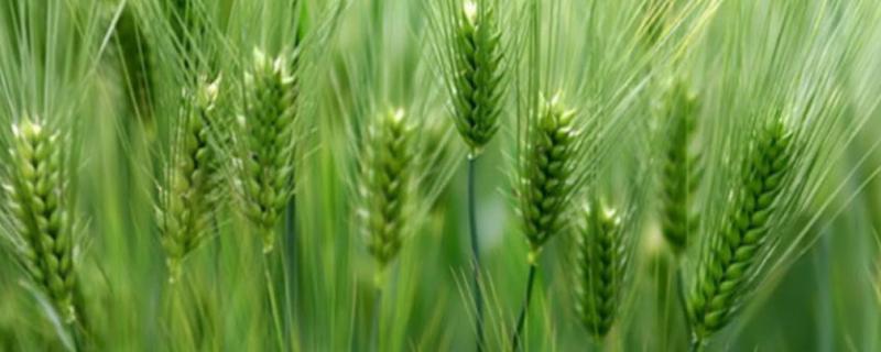 武农981小麦品种介绍:育种者 武农981小麦品种介绍