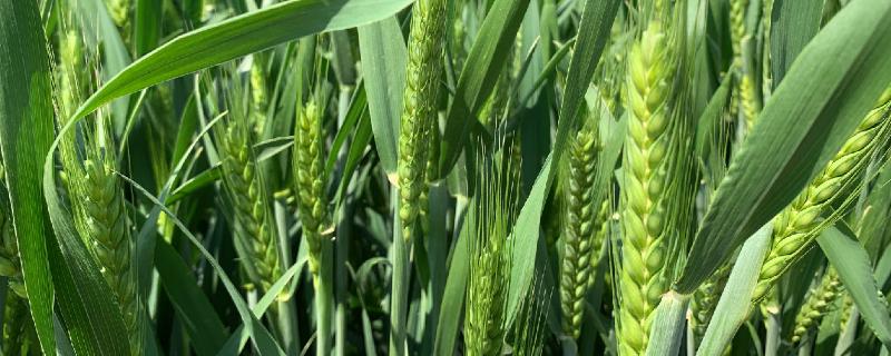 小麦干尖发黄是什么原因，如何防治 小麦干尖是怎么回事