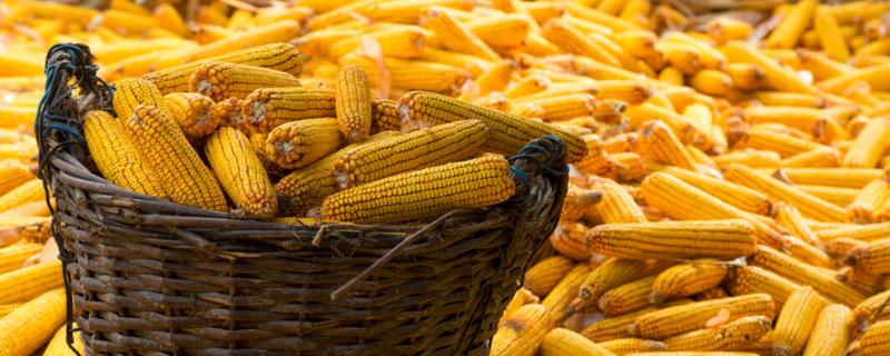 成玉798玉米种特点 成玉788玉米的特性及亩产量，附简介
