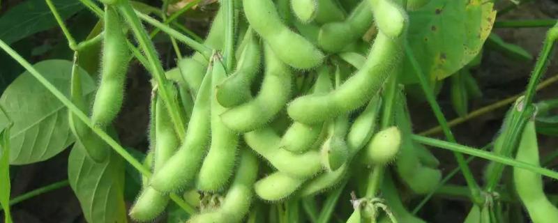种植大豆怎么施肥 大豆种植技术和肥料使用