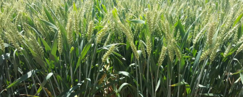 国审武农988小麦品种介绍 最新国审小麦新品种
