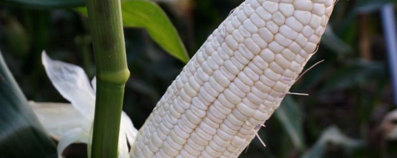 玉米除草剂过量能缓过来吗，除草剂能和杀虫剂混合使用吗
