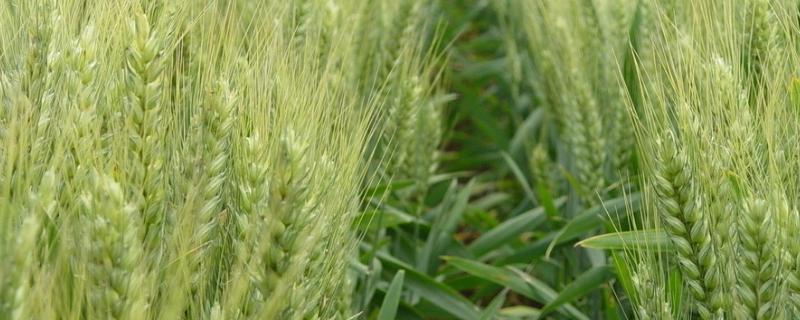 藁优5766小麦品种 藁优5766小麦品种山东