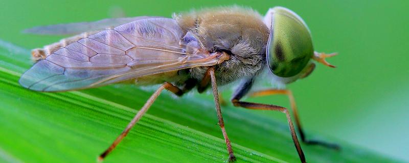 牛虻虫最怕的药是什么，是什么昆虫（牛虻虫治疗什么）
