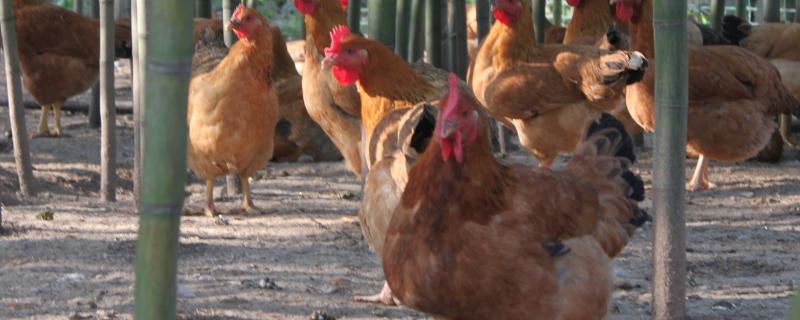 葡萄糖可以长期喂鸡吗，附葡萄糖的主要作用