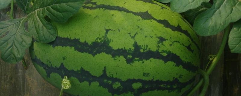 长西瓜和圆西瓜品种区别 长西瓜品种