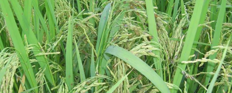 水稻孕穗期，孕穗期如何照顾水稻（水稻孕穗期的主要特征）
