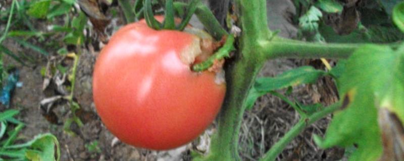 西红柿长虫子打什么药，还能吃吗 西红柿长虫子怎么办打什么药