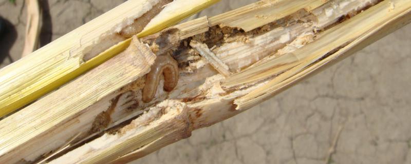 玉米钻心虫的防治方法，附危害症状 玉米钻心虫危害症状图片