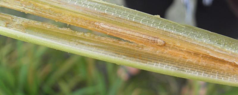 水稻螟虫防治，什么时候防治效果好 水稻螟虫防治技术