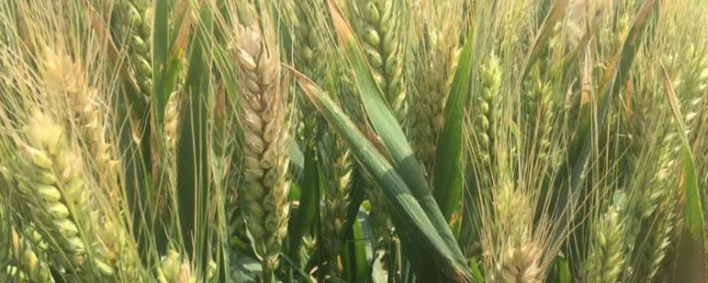 新麦26适合种植区域 新麦26品种特征，附简介
