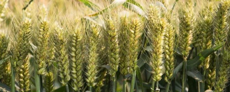 存麦16品种介绍 存麦16小麦品种介绍