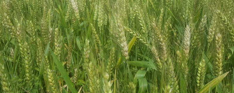 龙麦88小麦品种 龙麦88小麦品种简介