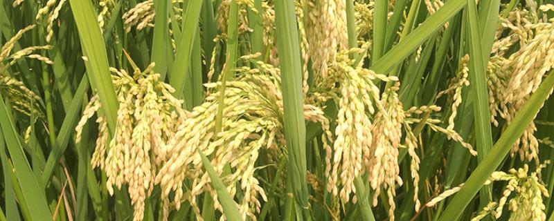 水稻种植会造成什么元素富集，水稻种植的时间