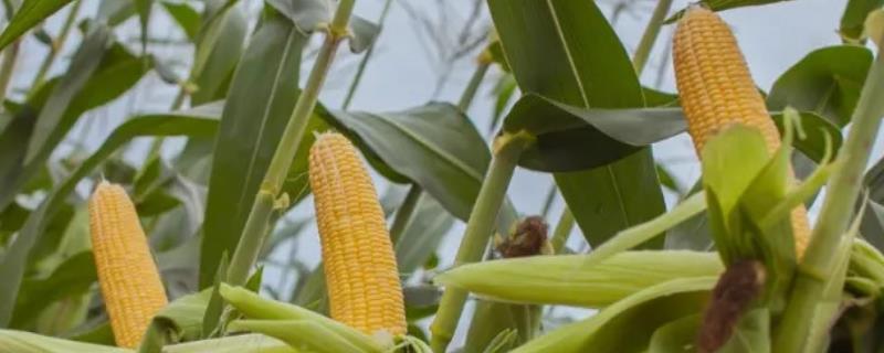 浙江玉米10月份还可以种吗，附种植方法