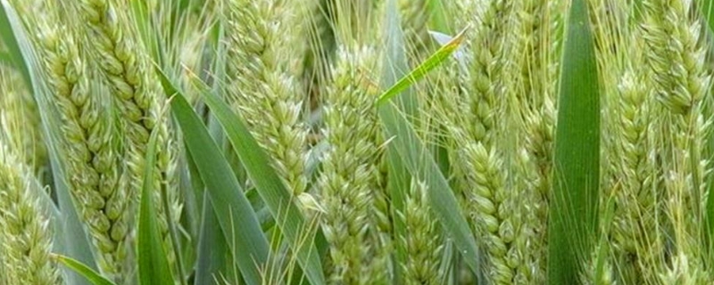 抗盐碱的小麦品种 抗盐碱小麦品种