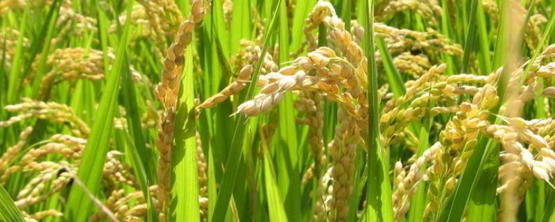 水稻的生长环境有哪些要求，附生长条件