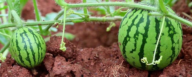 露地西瓜的种植方法和管理技术书 露地西瓜的种植方法和管理技术