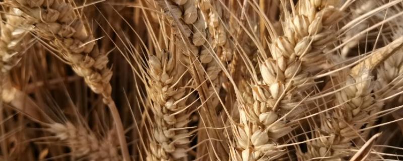 新植9号小麦品种 新植九号麦种审定公告