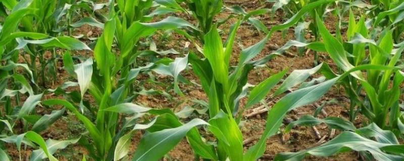 玉米缺苗可不可以补充种子，缺苗的原因是什么
