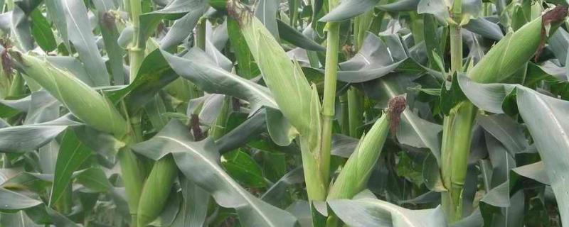 夏玉米施肥技术 夏玉米底肥的最佳配方，附施肥方式