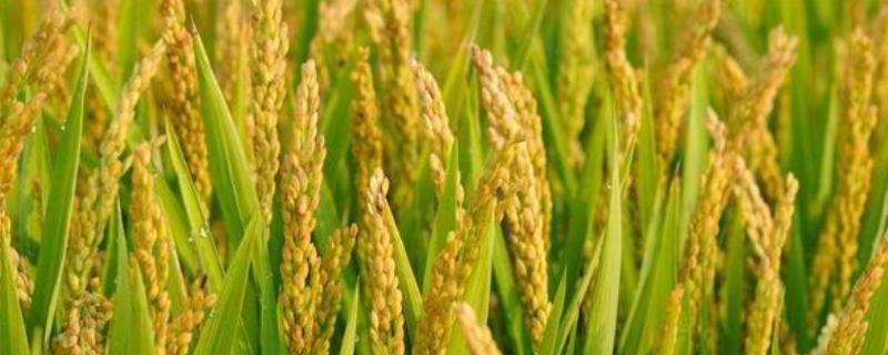 水稻肥料的使用，肥料过多如何补救 水稻用肥过多怎么办