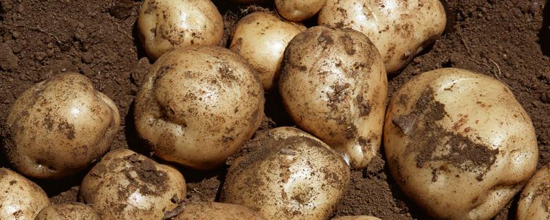6月份种土豆行吗 土豆6月份可以种植吗，附种植方法