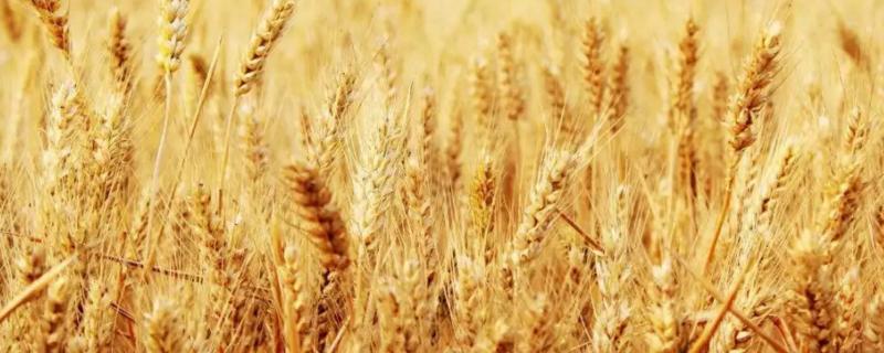 泰麦733审定公告 泰麦733小麦种子特征特性，附简介