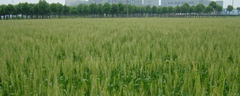 周麦27小麦品种介绍 周麦28小麦品种简介