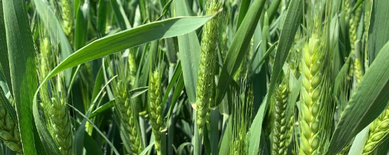 鲁原188小麦种子介绍 鲁原118小麦品种特征特性，附简介