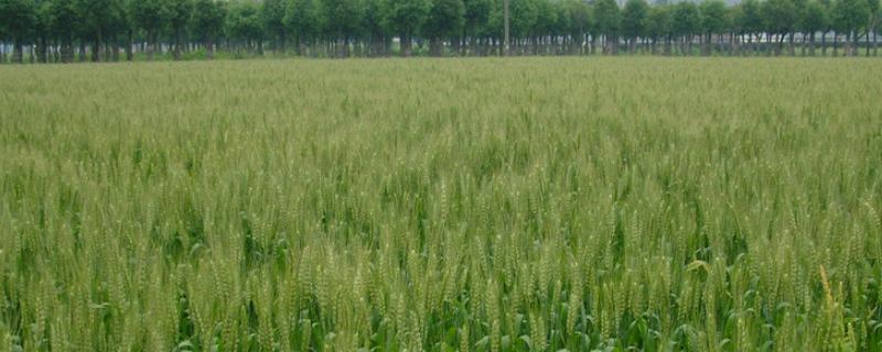 石优20小麦品种介绍 石麦28小麦品种介绍