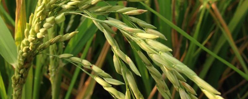 袁隆平几几年研究的水稻，杂交水稻的出现有什么意义