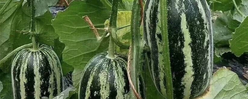 羊角蜜甜瓜的种植方法和管理技术 羊角蜜甜瓜怎么管理，附种植方法