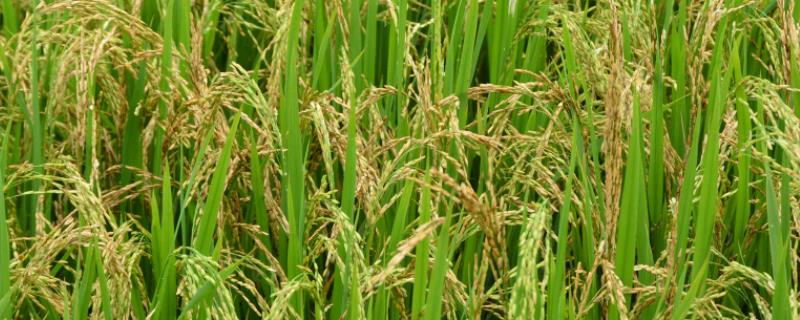 庆源2号水稻品种 庆源二号水稻种子特征特性