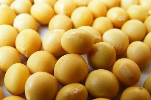 中黄301大豆种产品介绍
